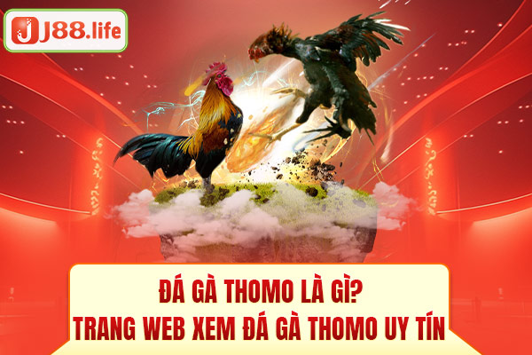 Đá gà thomo là gì? Trang web xem đá gà thomo uy tín